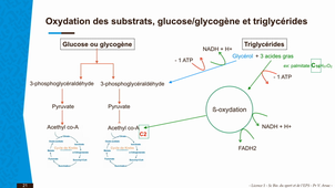 Capsule 2bis_Lic1Staps_Sc.Bio_V-Arsac