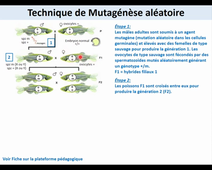 2022 11 17 CAPSULE 4