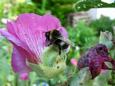 Ventilation du bourdon