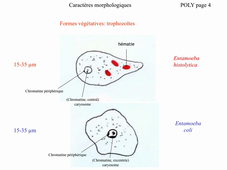 Parasitologie pharmacie TP1: unicellulaires