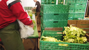 Atelier de conditionnement de salades
