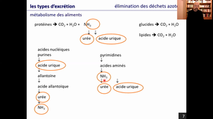 Les appareils excréteurs