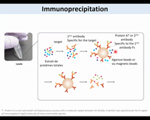 20221005 CAPSULE 2 EN - IP
