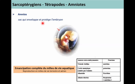 Classification des Métazoaires 6