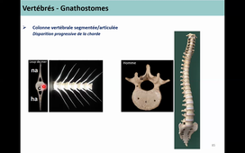 Classification des Métazoaires 5