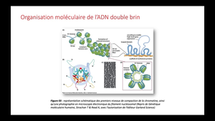 PFA > Natalités > Cours Hérédité et Génétique (1/2)