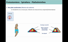 Classification des Métazoaires 2