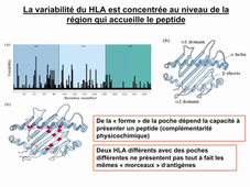 Cours DFGSM2 Compatibilité tissulaire en transplantation Partie 1 par Jonathan Visentin