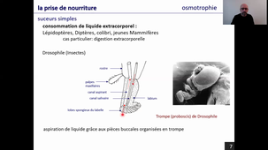 Les appareils digestifs