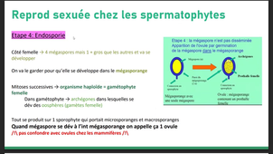 SDV4_tutorat_semaine11.mp4