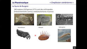 Histoire de la vie sur Terre, partie 2