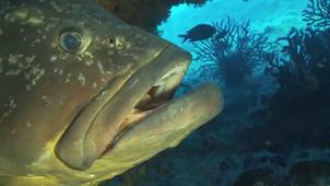 Ventilation chez les poissons téléostéens #1