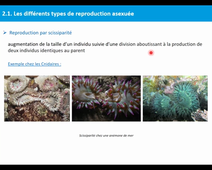 Appareils reproducteurs et Reproduction 1/2 (Code : 2022-SDV2)