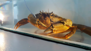 2020 TP RESPIRATION CRABE CONVEXION VUE FACE