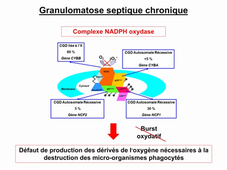 Cours DFGSM2 Les déficits immunitaires Partie 3 par Jonathan Visentin