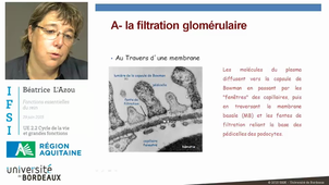 UE 2.2 - Système urinaire et rénal (1/3) : Les fonctions essentielles du rein