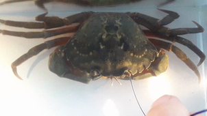 2020 TP RESPIRATION CRABE CONVEXION VUE DORSALE