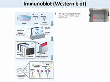 2023-2024 VIDEO CAPSULE - Western blot MOODLE