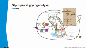 Capsule 1_Lic1 Staps - Sc Bio V-Arsac