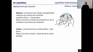 Les appareils locomoteurs