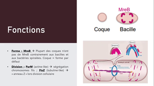 Enregistrement TUTORAT UE3 - 20230309 (2/2)