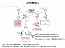 Cours DFGSM2 Les cytokines Partie 2 par Jonathan Visentin